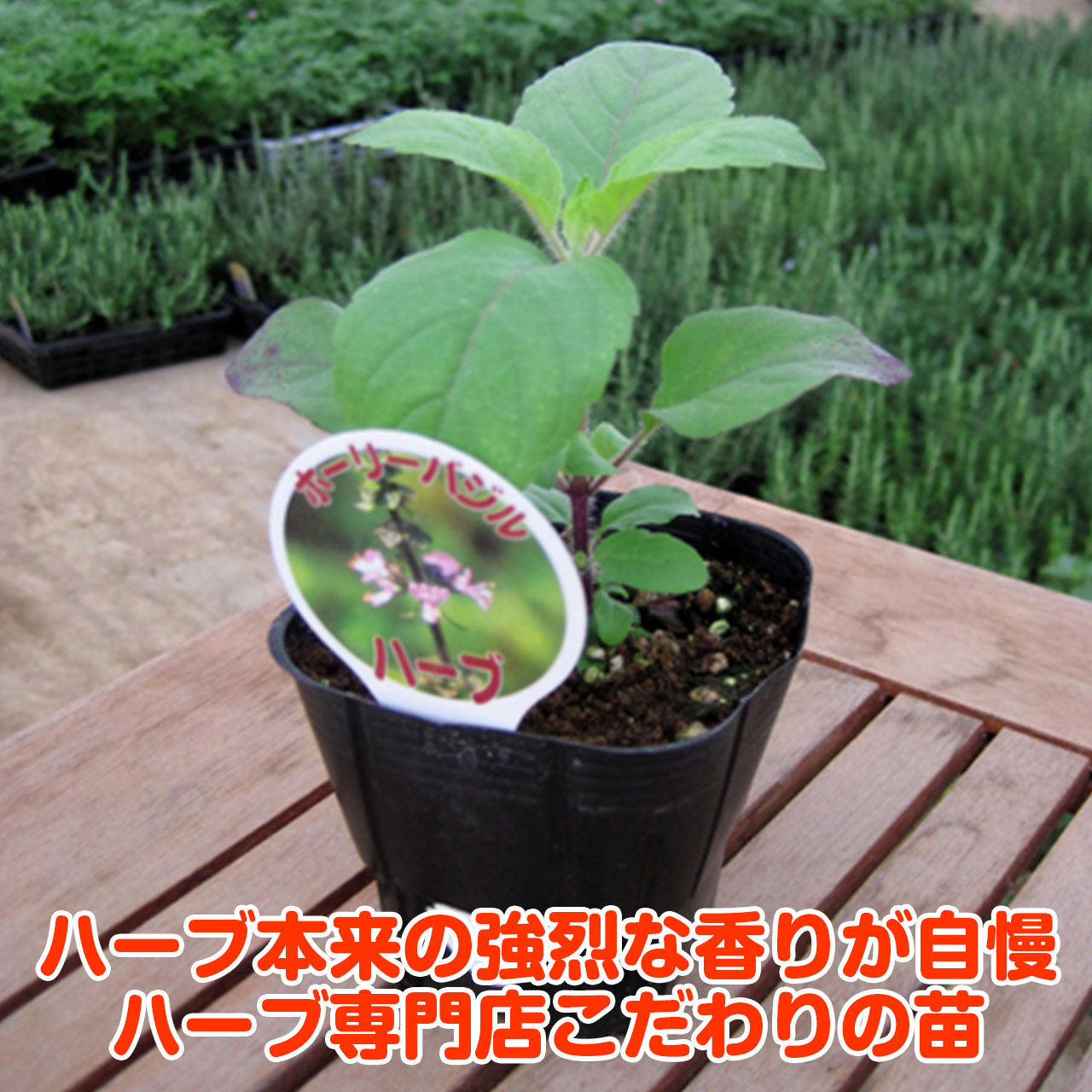 ハーブ 苗 ホーリーバジル ハーブティー ハーブガーデン 栽培キット 花苗 ガーデニング ドライハーブ セット 室内 プランター 寄せ植え ティーバッグ ハーブウォーター 乾燥 料理 プランター 家庭菜園 キット ホーリーb ハーブ苗のポタジェガーデン 本店